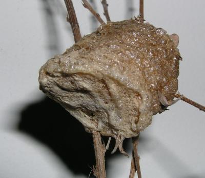 JPG Mantis Nest PC247710.jpg