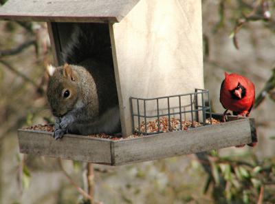 The Odd Couple PC260201.jpg