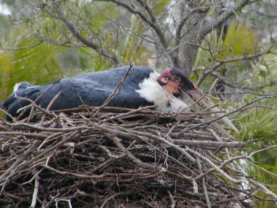 JPG CS Stork Nest P3252589.jpg
