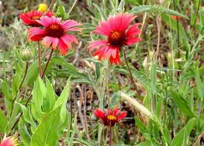 Indian Blanket - Willow City