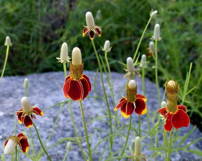 Coneflower