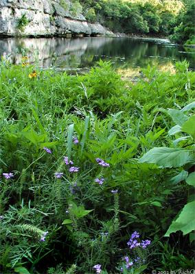 River of Green