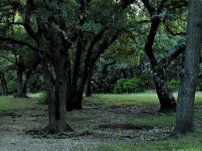 Forest At Pond