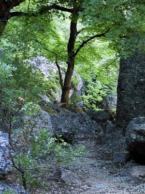 Maple Trail - Rocky Road