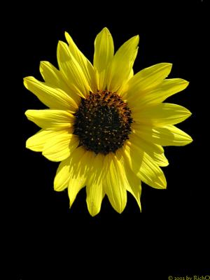 Blackened Sunflower