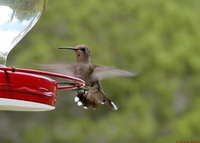 Texas Hummingbird