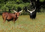 Watusi Cattle