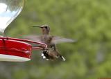 Texas Hummingbird