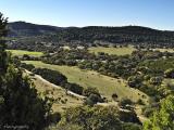 Hill Country Grazing