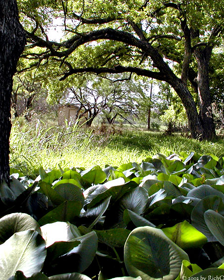 Lilies of the Creek