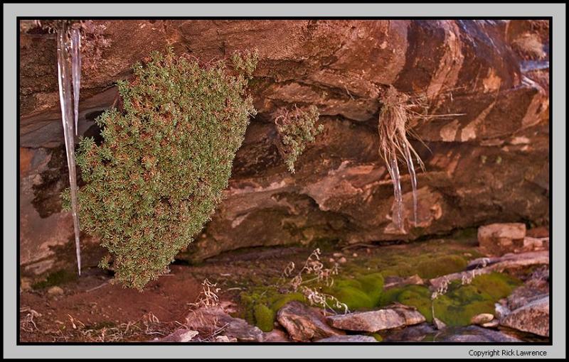 Needles district, spring detail