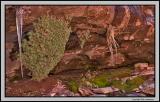 Needles district, spring detail