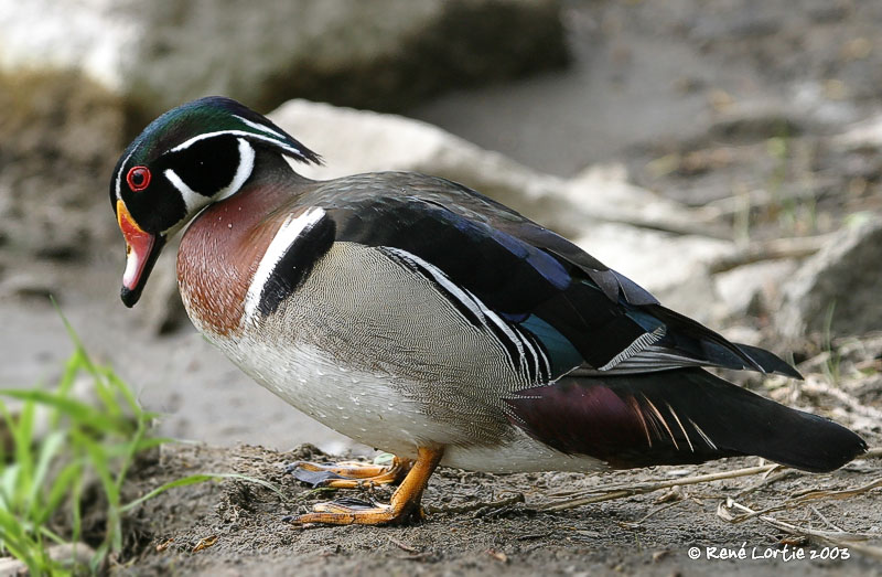 Canard branchu / Wood Duck