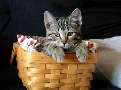 u10/roberta/medium/12378697.Meika.in.basket.3.jpg