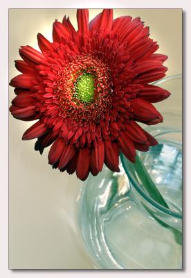 Gerbera in Glass Vase