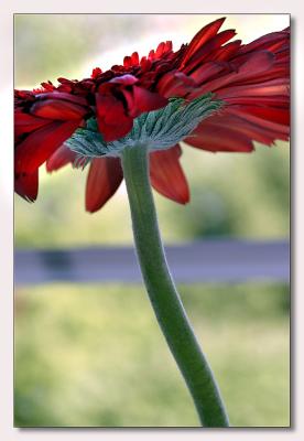 Gerbera in Window