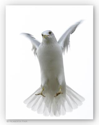 Christmas Gull
