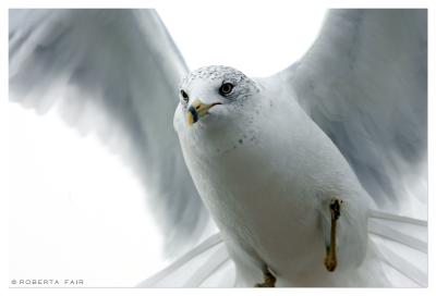 Gull