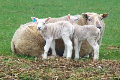 Sheep family