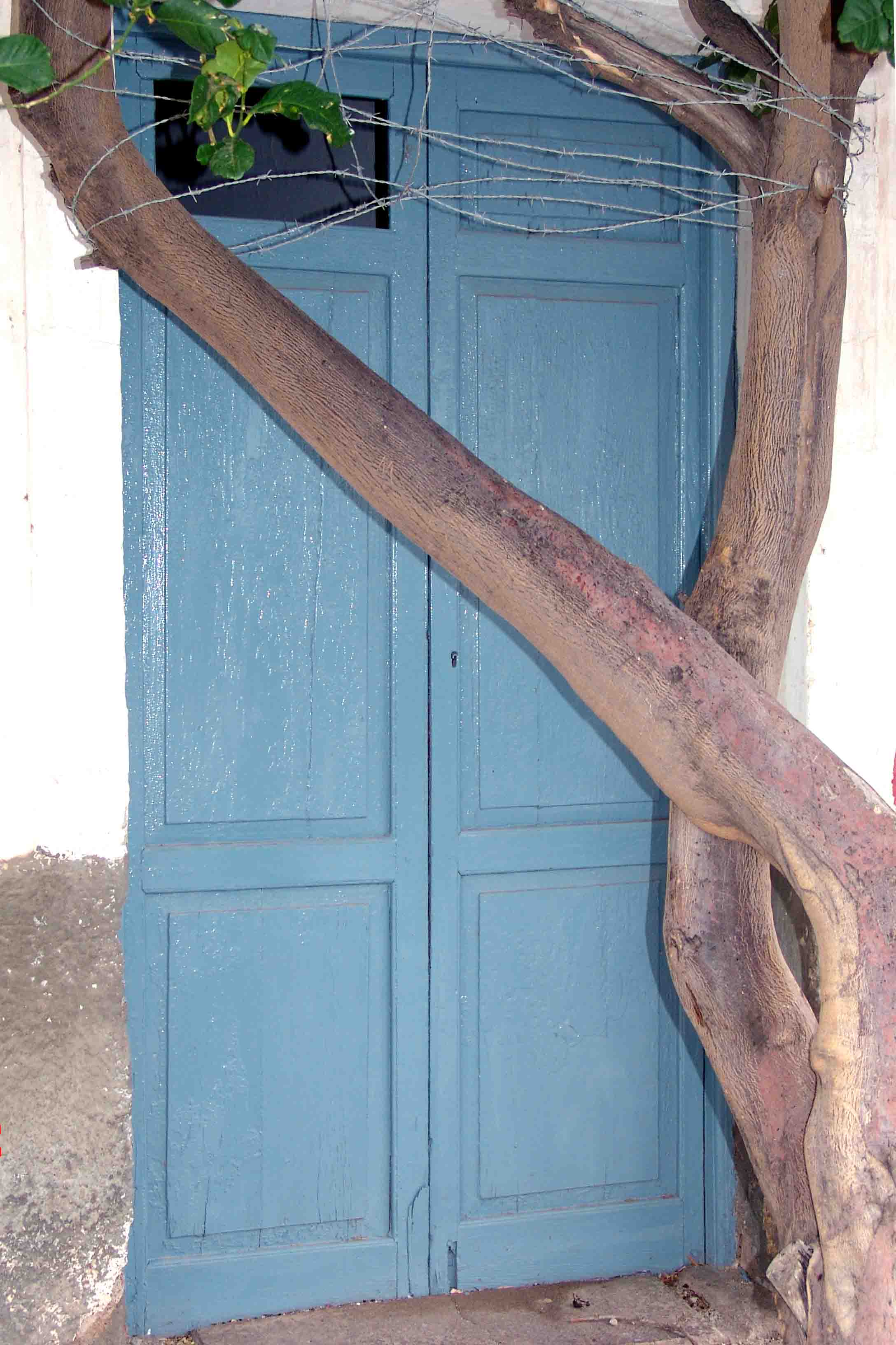 Brench intertwined with door