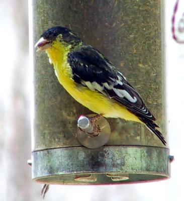 Lesser Goldfinch male. This is the black backed form common in Texas.