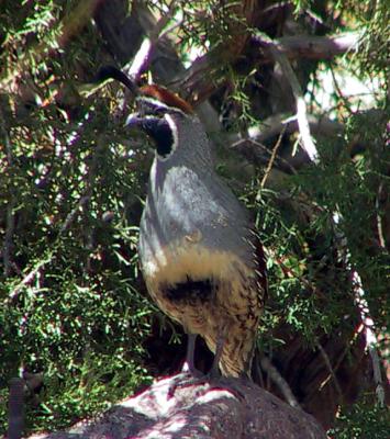 Gambel's Quail