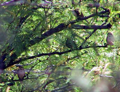 When we walked in about 50 Lark Sparrows flew out of a brush pile in the yard hid in the shrubs.