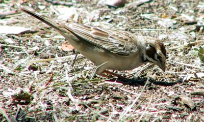 And one by one returned to the brush pile.