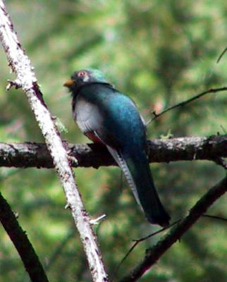 Elegant Trogon. There were several pairs in the South Fork of the canyon.