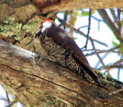 Arizona Woodpecker : Picoides arizonae