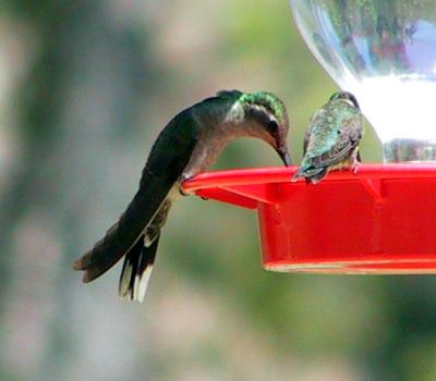 Magnificent Hummingbird on the feeders at the Research Station