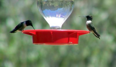 Black-chinned Hummingbirds