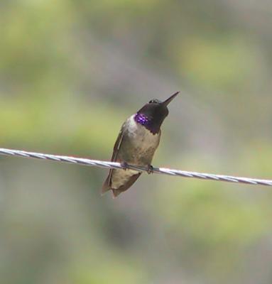 Black-chinned Hummingbird : Archilochus alexandri