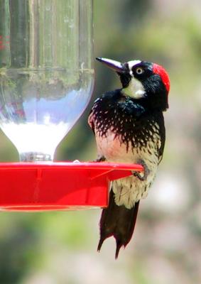 Acorn Woodpecker