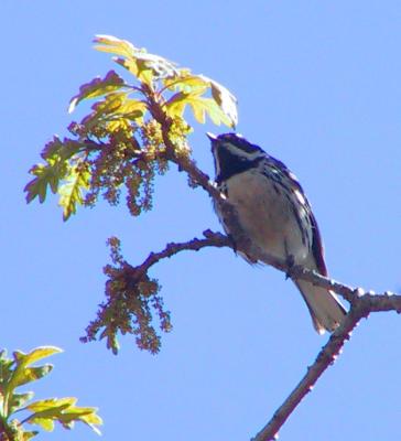 Black-throated Gray Warbler