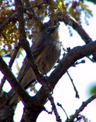 Audubon's Yellow-rumped Warbler female