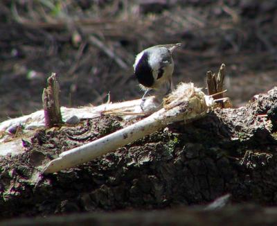 Mexican Chickadee