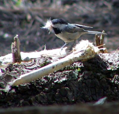 Mexican Chickadee