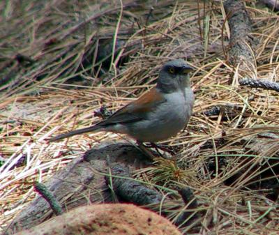 Yellow-eyed Junco