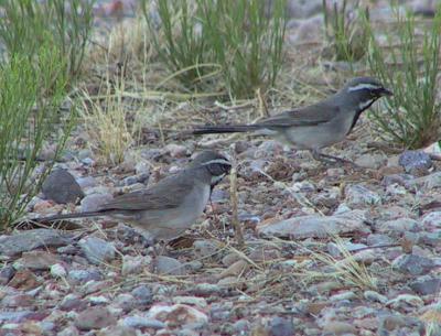 Black-throated Sparrow