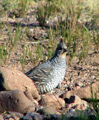 Scaled Quail : Callipepla squamata