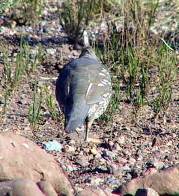 Scaled Quail