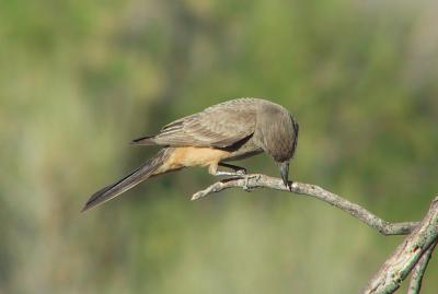 Say's Phoebe