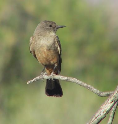 Say's Phoebe