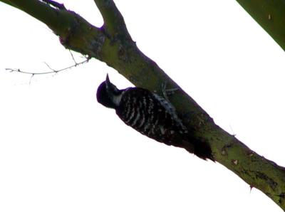 Ladder-backed Woodpecker : Picoides scalaris