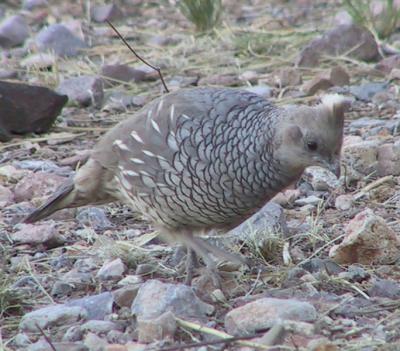 Scaled Quail