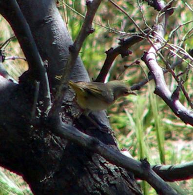 Common Yellowthroat female
