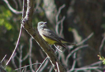 Cassin's Kingbird : Tropical Kingbird : Tyrannus vociferans