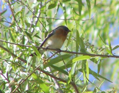 Lazuli Bunting