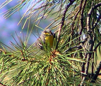 Grace's Warbler